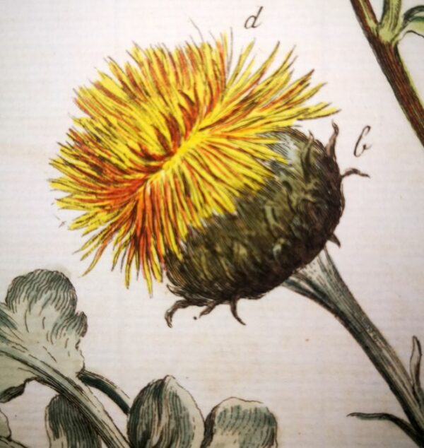 Richard Lancake (fl 1760) - Set -6- Original Engravings with Antique Exquisite Watercolour on Medical Plants - xb3